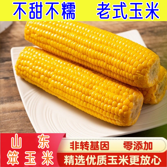 山东老式传统黄笨老玉米棒不甜不糯越嚼越香真空即食嚼劲代餐包邮