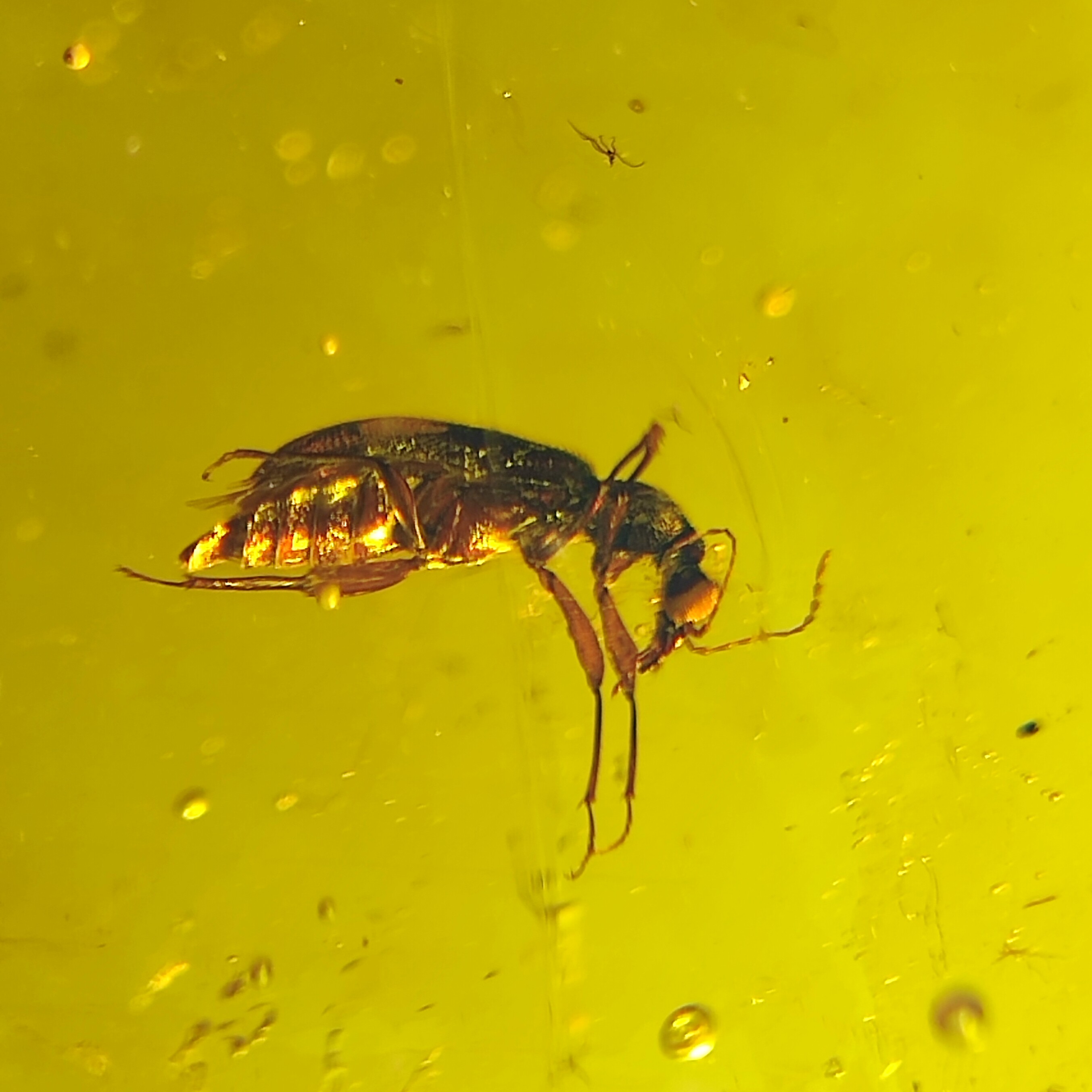 漂亮甲虫名琥堂天然缅甸琥珀化石