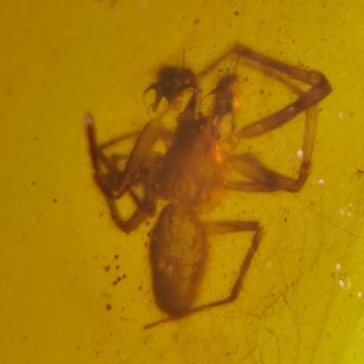 特别蜘蛛拟蝎名琥堂天然缅甸琥珀化石