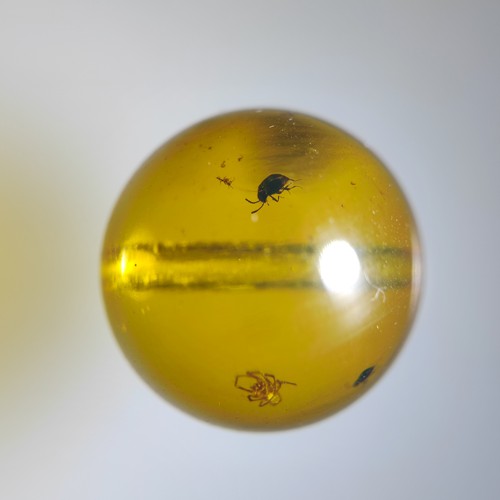 11虫珠蜘蛛和甲虫名琥堂天然缅甸琥珀化石
