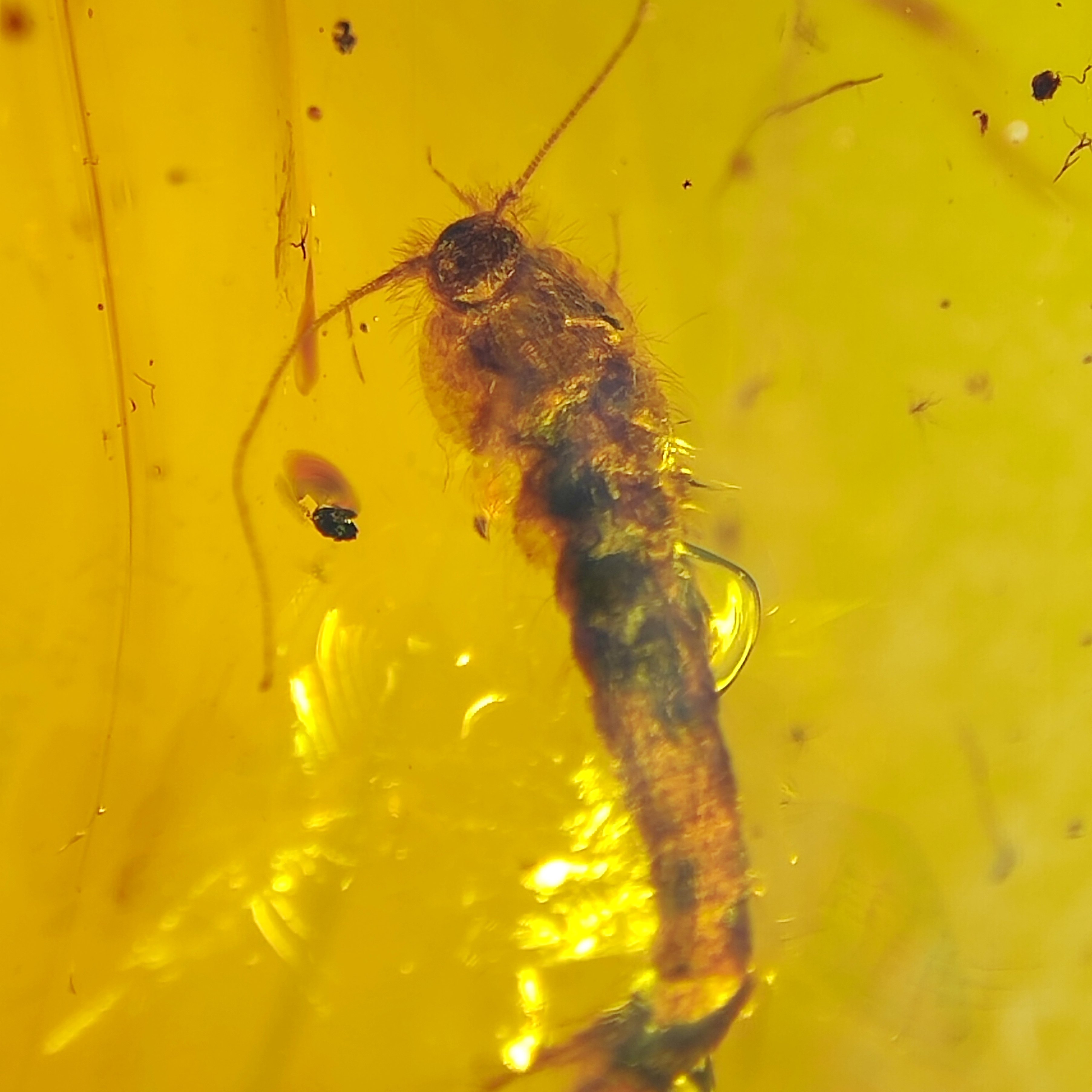 衣鱼名琥堂天然缅甸琥珀化石虫珀植物珀带证书收藏,珠宝/钻石/翡翠,珠宝奇石,淘宝优惠券,粉丝福利购,淘宝优惠卷