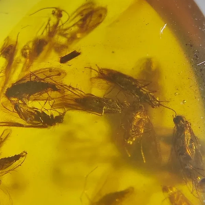 名琥堂缅甸琥珀虫珀收藏