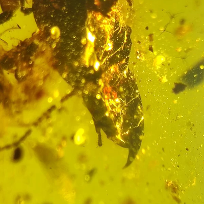 大牙怪虫名琥堂天然缅甸琥珀化石