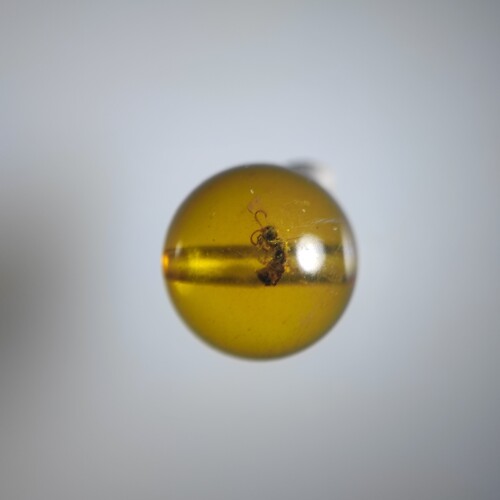 7虫珠蜂名琥堂天然缅甸琥珀化石