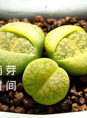 黄绿紫勋C36a生石花种子 种孑种籽番杏科多肉播种植物盆栽发芽好