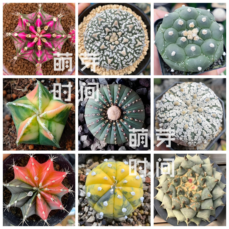 仙人球种子 星兜锦鸾凤玉超兜米哈粉钻多肉种孑种籽种植播种合集