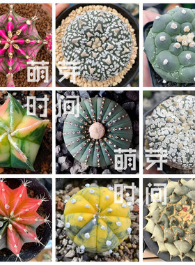 仙人球种子 星兜锦鸾凤玉超兜米哈粉钻多肉种孑种籽种植播种合集