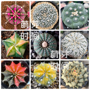 仙人球种子 星兜锦鸾凤玉超兜米哈粉钻多肉种孑种籽种植播种合集