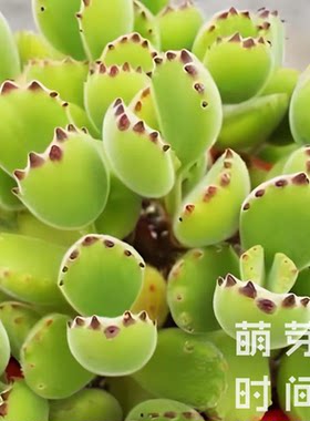 熊童子多肉种子 种孑种籽景天科银波锦属播种植物发芽好育苗稀有