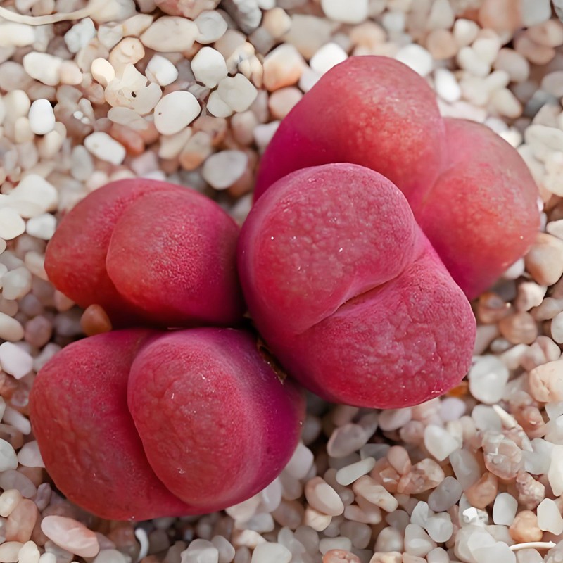 红宝石肉锥花种子 1804种孑种籽番杏科多肉播种植物发芽好马哈尼,鲜花速递/花卉仿真/绿植园艺,家庭园艺种子,淘宝优惠券,粉丝福利购,淘宝优惠卷