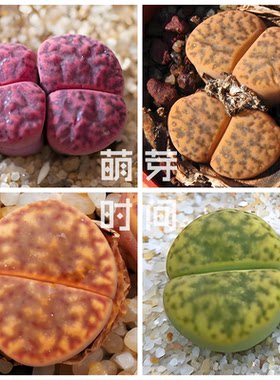 柘榴玉生石花种子 混合种孑种籽番杏科多肉播种植物盆栽发芽石头
