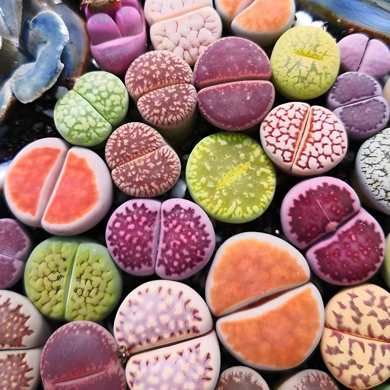 生石花番杏科多肉种子 荒玉日轮玉种孑种籽稀有混合品种种植播种