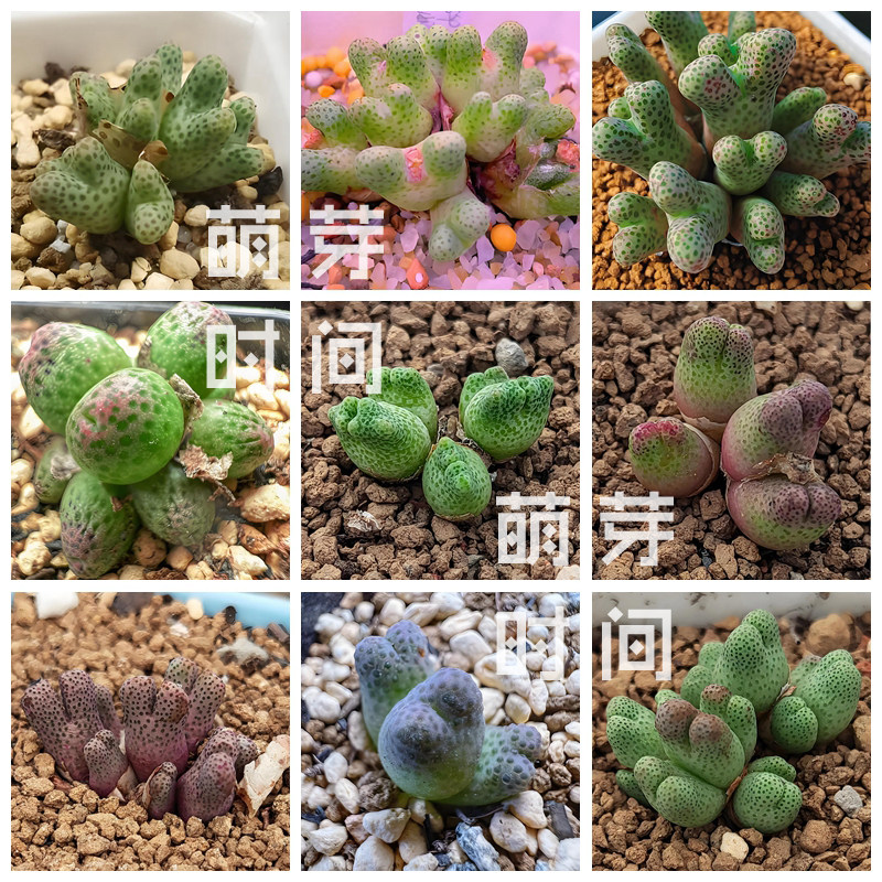 斑马肉锥花种子  混合种孑种籽家庭园艺种子