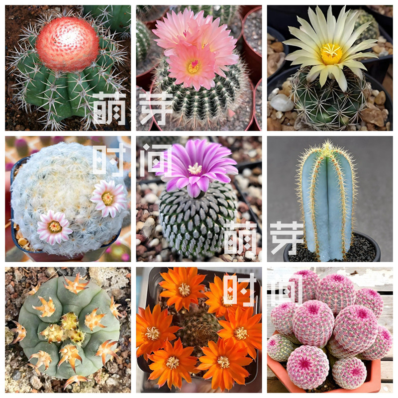 仙人球种子 红太阳裸萼球龙舌兰美杜莎凌波菊水毛柱多肉播种合集
