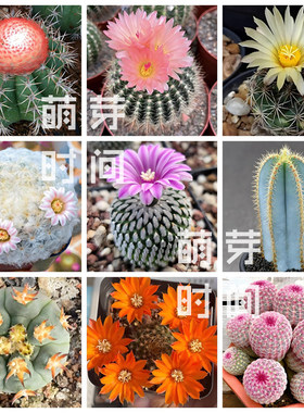 仙人球种子 红太阳裸萼球龙舌兰美杜莎凌波菊水毛柱多肉播种合集