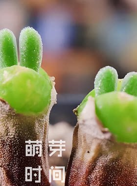 碧光环多肉种子 种孑种籽番杏科小兔子播种植物发芽盆栽育苗稀有