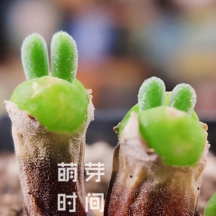 碧光环多肉种子 种孑种籽番杏科小兔子播种植物发芽盆栽育苗稀有