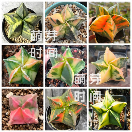 鸾凤玉锦仙人球种子 混合种孑种籽仙人掌科星球属多肉播种植物好