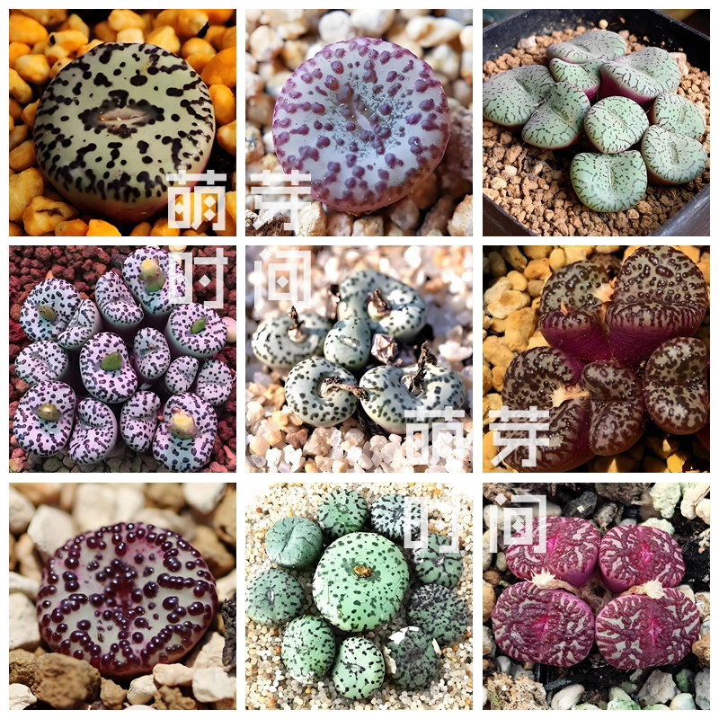 安珍肉锥花种子 混合种孑种籽番杏科多肉播种植物盆栽发芽稀有好