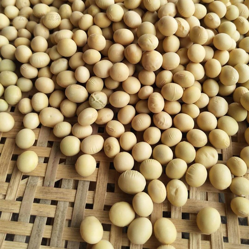 云南土黄豆5斤黄豆打豆浆专用