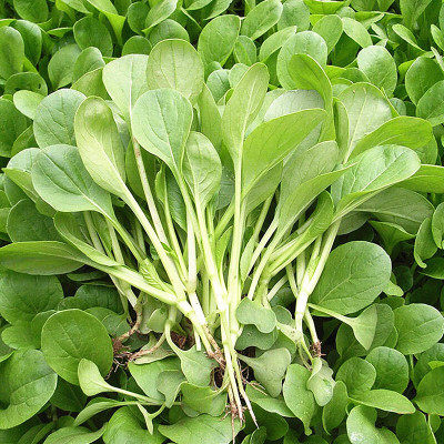 新鲜农家自种蔬菜嫩小青菜鸡毛菜500g宝宝辅食现摘现发满3斤包邮