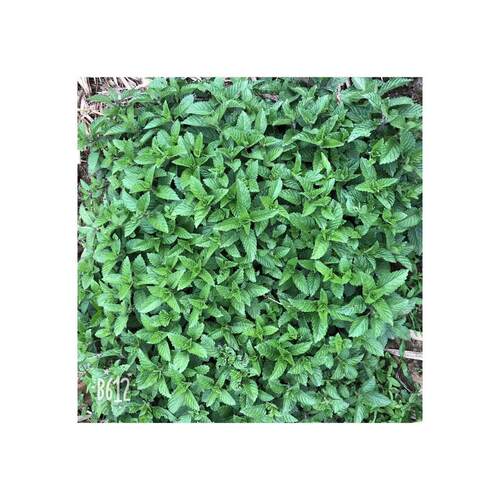 新鲜广东传统自制小吃原料凉粉草
