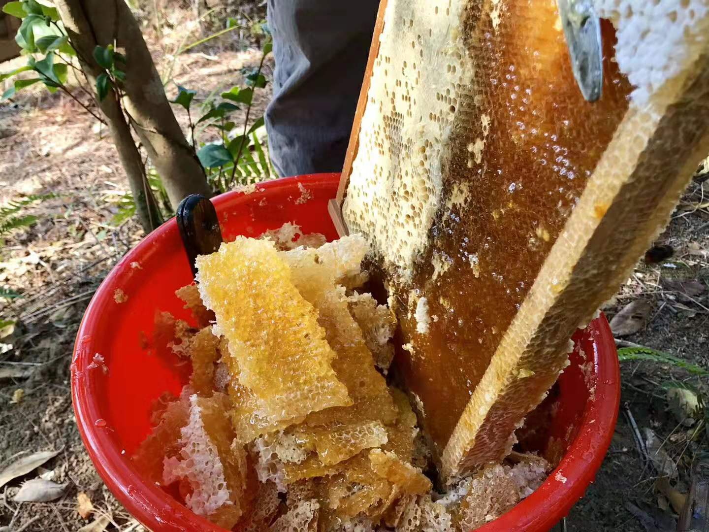 高州荔枝蜜/龙眼蜜两斤包邮下单备注哪种蜂蜜