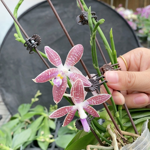 2.8杯科宁交蓝盾2.8杯花苞株