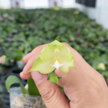 1576原生有花牌弥陀反射龙交品