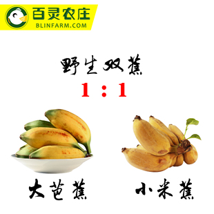 热带纯野生粉蕉小米蕉 加大芭蕉生鲜母婴水果组合5斤装包邮