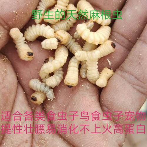 野生麻根虫活体鸟用活食活虫高蛋白壮膘提性麻天牛肿腿蜂寄葛根虫
