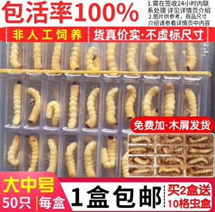 小头大头中号50只柴虫比赛天牛幼虫柴虫子壮膘提性斗鸡喂鸟