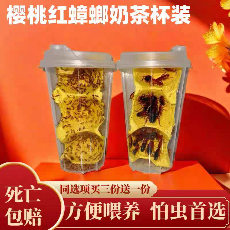 樱桃蟑螂杯瓶装活体罐装樱桃红蟑爬虫/鸣虫食物