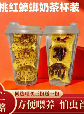 樱桃蟑螂杯瓶装活体罐装樱桃红蟑螂盒装螳螂蚂蚁蜘蛛鸟鱼活体饲料