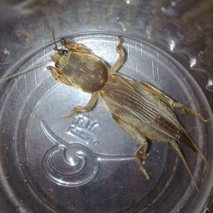 土狗虫蝼蛄虫活体活物活蝼蛄中药昆虫拉拉蛄土狗子包活昆虫饲料
