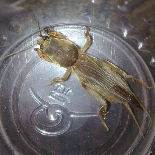 土狗虫蝼蛄虫活体活物活蝼蛄中药昆虫拉拉蛄土狗子包活昆虫饲料
