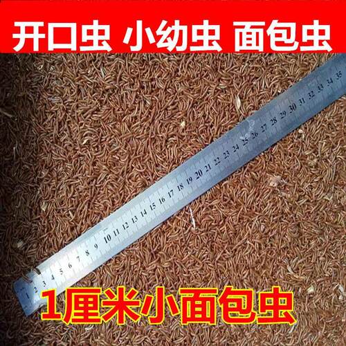 面包虫活体小虫子1厘米小黄粉宠物饲料蝎蜘虫石蛙子开口小幼蛛虫