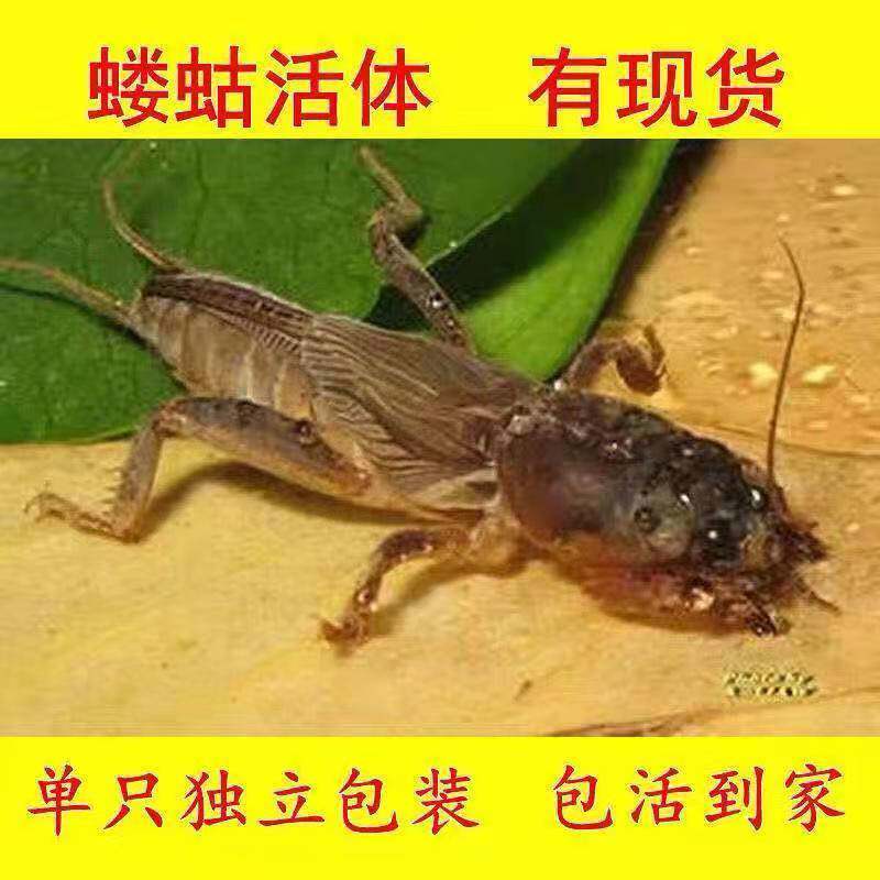 土狗子蝼蛄活体野生鸟食宠物饲料画眉蝼蛄虾中药新鲜地拉姑药引子