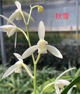 兰花建兰素花秋雪青山玉泉大凤素朱德素漓江雪裸根发货