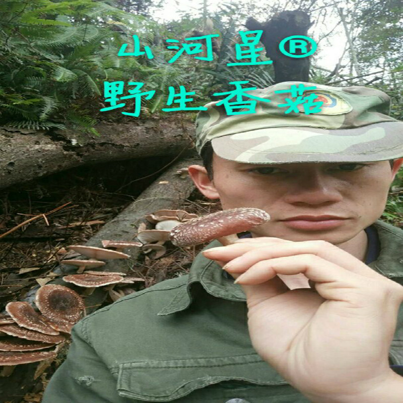 山河星原始森林野生树香菇采摘木头树菇食用菌山珍美味花冬菇干货