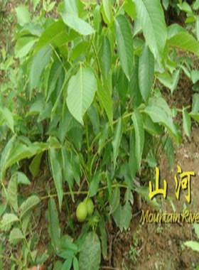 珍贵黄金肥皂角 无患子 菩提子树苗绿化小台湾手工皂果树苗中野草