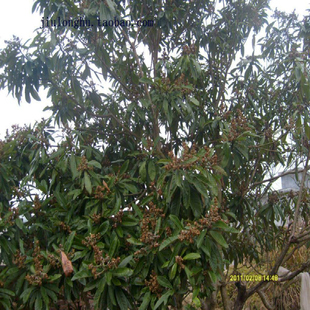 晚熟枇杷水果树苗香红蜜新品种肉厚香甜pk白沙大五星福建三明清流