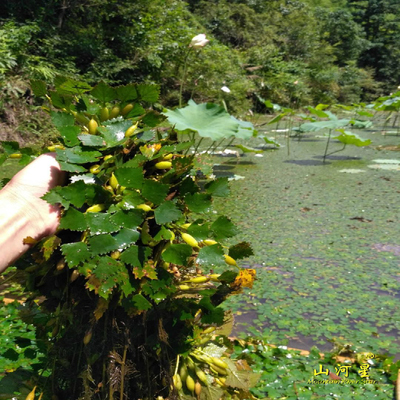 山河星野菱 角野新鲜干货泡茶 三角刺花茶 稀少植物中野草保健品