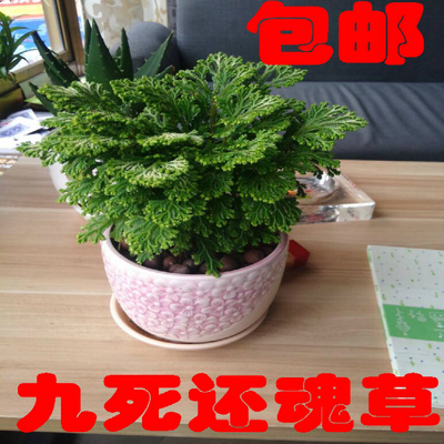 不死草 九死还 草盆栽微景观盆景生态卷柏石柏办公绿植还阳草福建