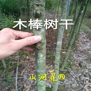 DIY装饰教学用具手工建筑模型材料小圆木棒 圆木棍树木棒树枝主干