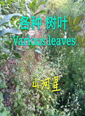 山河星 各种树叶脉标本diy贺卡书签材料干花墙贴田园装饰拍摄道具