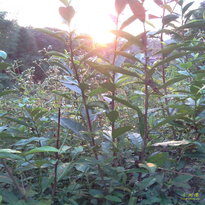 天然山茶苗 茶叶苗 山茶花 子 铁观音 乌龙茶 树苗 福建三明清流