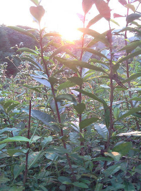天然 茶叶苗 茶树苗山茶花子 铁观音乌龙茶红茶树苗 福建三明清流