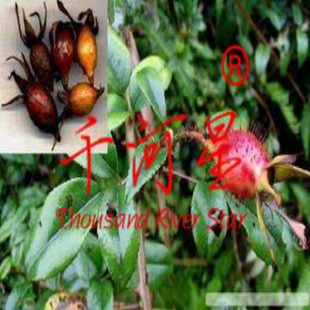 金樱子树苗 糖罐 中野草 糖种子/叶/黄茶瓶/金樱子根/蜜糖罐 野果