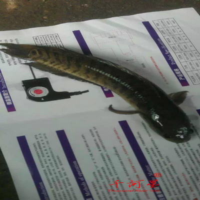 山河星生态 乌鳢黑鱼 生财七星鱼九龙湖泉水生鲜福建三明清流土鱼